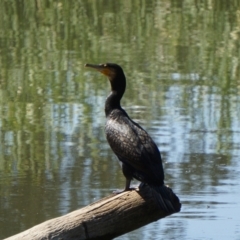 Phalacrocorax carbo (Great Cormorant) at Acton, ACT - 28 Nov 2019 by MReevesii00milktea