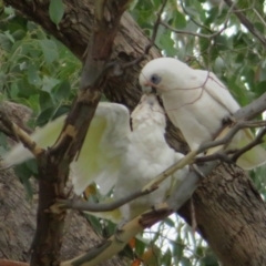 Cacatua sanguinea at Jerrabomberra, NSW - 28 Jan 2021