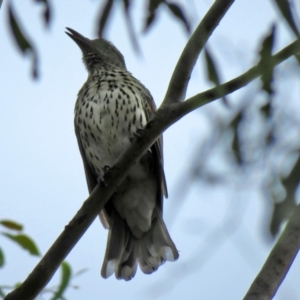 Oriolus sagittatus at Jerrabomberra, NSW - 28 Jan 2021