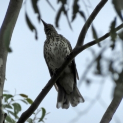 Oriolus sagittatus at Jerrabomberra, NSW - 28 Jan 2021