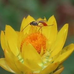 Heteropelma scaposum (Two-toned caterpillar parasite wasp) at Acton, ACT - 27 Jan 2021 by RodDeb