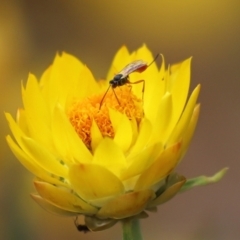 Heteropelma scaposum at Acton, ACT - 27 Jan 2021