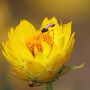 Heteropelma scaposum at Acton, ACT - 27 Jan 2021