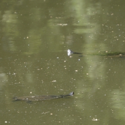 Emydura macquarii (Macquarie Turtle) at ANU Dickson Precinct - 9 Dec 2019 by MReevesii00milktea