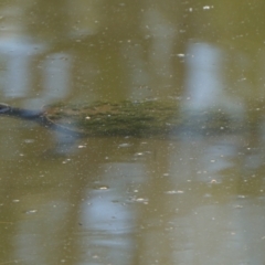 Emydura macquarii at Acton, ACT - 9 Dec 2019 09:48 AM