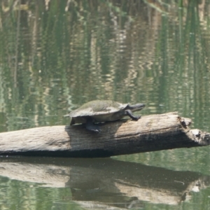 Emydura macquarii at Acton, ACT - 9 Dec 2019 09:48 AM