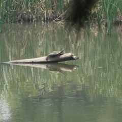 Emydura macquarii at Acton, ACT - 9 Dec 2019 09:48 AM