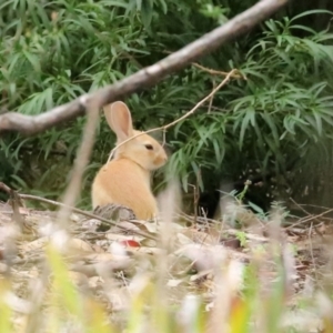 Oryctolagus cuniculus at Acton, ACT - 27 Jan 2021