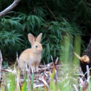 Oryctolagus cuniculus at Acton, ACT - 27 Jan 2021