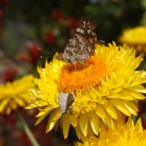 Thomisus spectabilis at Acton, ACT - 9 Dec 2019 11:26 AM