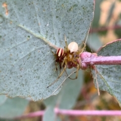 Deliochus sp. (genus) (A leaf curling spider) at Murrumbateman, NSW - 27 Jan 2021 by SimoneC
