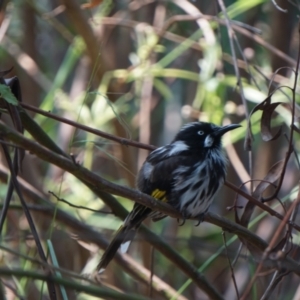 Phylidonyris novaehollandiae at Acton, ACT - 9 Dec 2019 11:49 AM