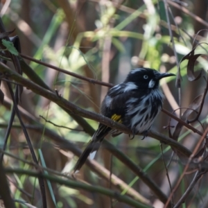 Phylidonyris novaehollandiae at Acton, ACT - 9 Dec 2019 11:49 AM