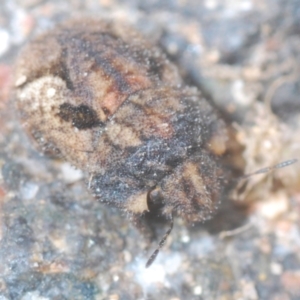 Morbora sp. (genus) at Stromlo, ACT - 25 Jan 2021