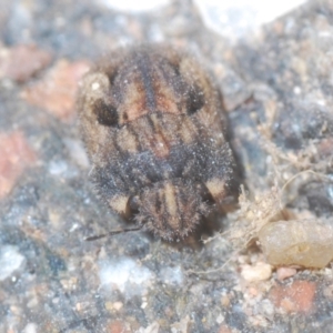 Morbora sp. (genus) at Stromlo, ACT - 25 Jan 2021