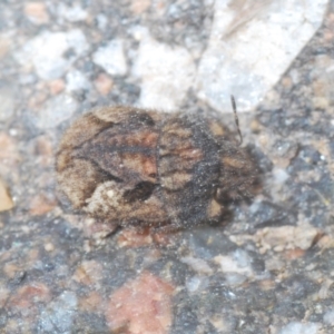 Morbora sp. (genus) at Stromlo, ACT - 25 Jan 2021