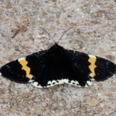Eutrichopidia latinus (Yellow-banded Day-moth) at ANBG - 27 Jan 2021 by RodDeb