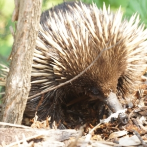 Tachyglossus aculeatus at Acton, ACT - 9 Dec 2019 11:57 AM