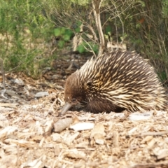 Tachyglossus aculeatus at Acton, ACT - 9 Dec 2019