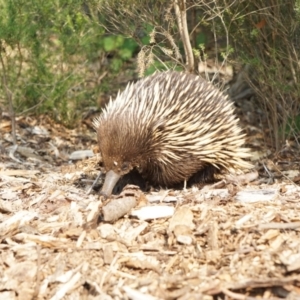 Tachyglossus aculeatus at Acton, ACT - 9 Dec 2019