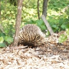 Tachyglossus aculeatus at Acton, ACT - 9 Dec 2019 11:57 AM