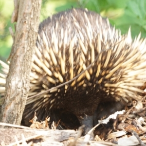 Tachyglossus aculeatus at Acton, ACT - 9 Dec 2019 11:57 AM