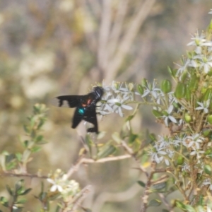 Palirika decora at Paddys River, ACT - 25 Jan 2021