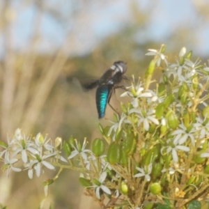 Palirika decora at Paddys River, ACT - 25 Jan 2021