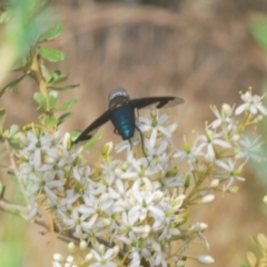 Palirika decora at Paddys River, ACT - 25 Jan 2021