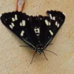 Cruria donowani (Crow or Donovan's Day Moth) at Acton, ACT - 27 Jan 2021 by RodDeb