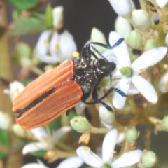 Castiarina nasuta (A jewel beetle) at Paddys River, ACT - 25 Jan 2021 by Harrisi