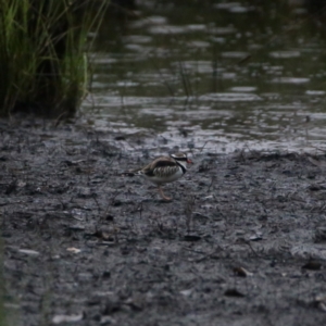 Charadrius melanops at Googong, NSW - 28 Jan 2021