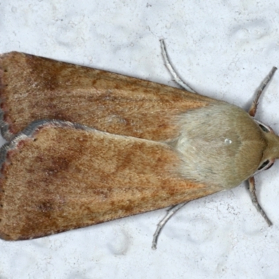 Helicoverpa armigera (Cotton bollworm, Corn earworm) at Ainslie, ACT - 27 Jan 2021 by jbromilow50