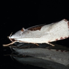 Tymbophora peltastis at Ainslie, ACT - 27 Jan 2021