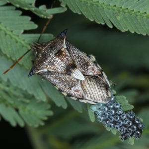 Oechalia schellenbergii at Majura, ACT - 26 Jan 2021