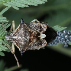 Oechalia schellenbergii at Majura, ACT - 26 Jan 2021 06:18 PM