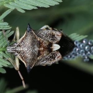 Oechalia schellenbergii at Majura, ACT - 26 Jan 2021