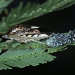 Oechalia schellenbergii at Majura, ACT - 26 Jan 2021