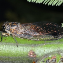 Galanga labeculata (Double-spotted cicada) at Ainslie, ACT - 26 Jan 2021 by jbromilow50