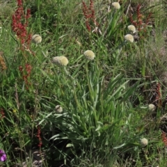 Craspedia sp. (Billy Buttons) at Top Hut TSR - 15 Nov 2020 by AndyRoo