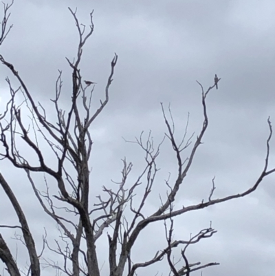 Philemon corniculatus (Noisy Friarbird) at Stromlo, ACT - 28 Jan 2021 by Rob1e8