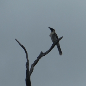 Philemon corniculatus at Stromlo, ACT - 28 Jan 2021