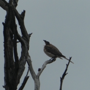 Philemon corniculatus at Stromlo, ACT - 28 Jan 2021