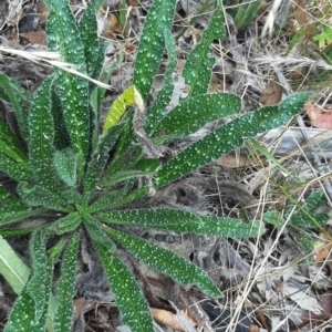 Echium vulgare at Tennent, ACT - 28 Jan 2021