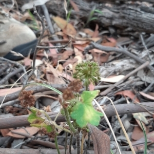 Hydrocotyle laxiflora at Tennent, ACT - 28 Jan 2021