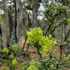 Bursaria spinosa (Native Blackthorn, Sweet Bursaria) at Tennent, ACT - 27 Jan 2021 by JG