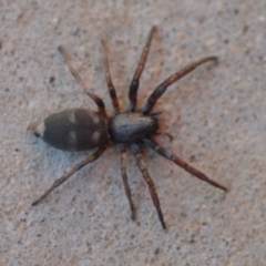 Lampona sp. (genus) (White-tailed spider) at Wamboin, NSW - 3 Nov 2020 by natureguy