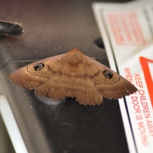 Dasypodia selenophora at Wamboin, NSW - 5 Nov 2020