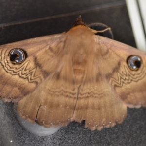 Dasypodia selenophora at Wamboin, NSW - 5 Nov 2020