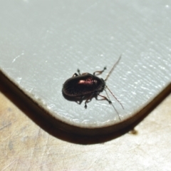 Edusella sp. (genus) (A leaf beetle) at Wamboin, NSW - 7 Nov 2020 by natureguy